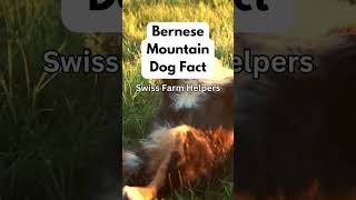 Bernese Mountain Dog Breed Facts #shorts #pets