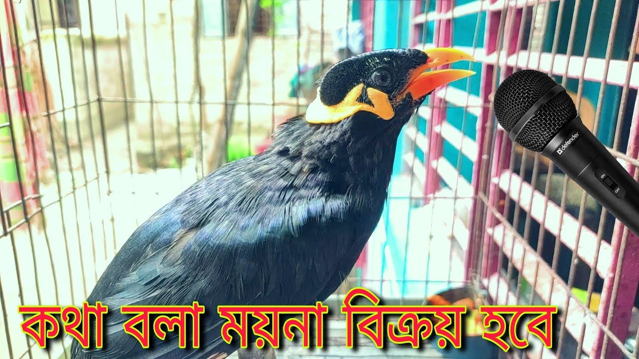 15 Talking Myna Birds for Sale  Where can you find Chittagongs Hill Myna