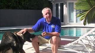 Tips on Socializing Guard Dogs correctly by Richard Heinz 1,800 views 9 months ago 11 minutes, 31 seconds