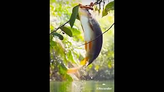 #Chutamale#fishjump🦈🦈