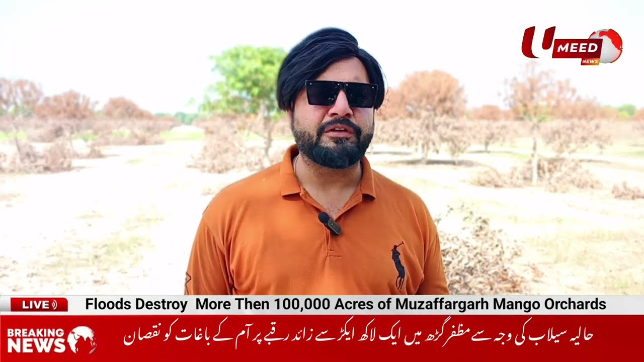 Floods Destroy  More Than 100,000 Acres of Muzaffargarh Mango Orchards - UMEED News