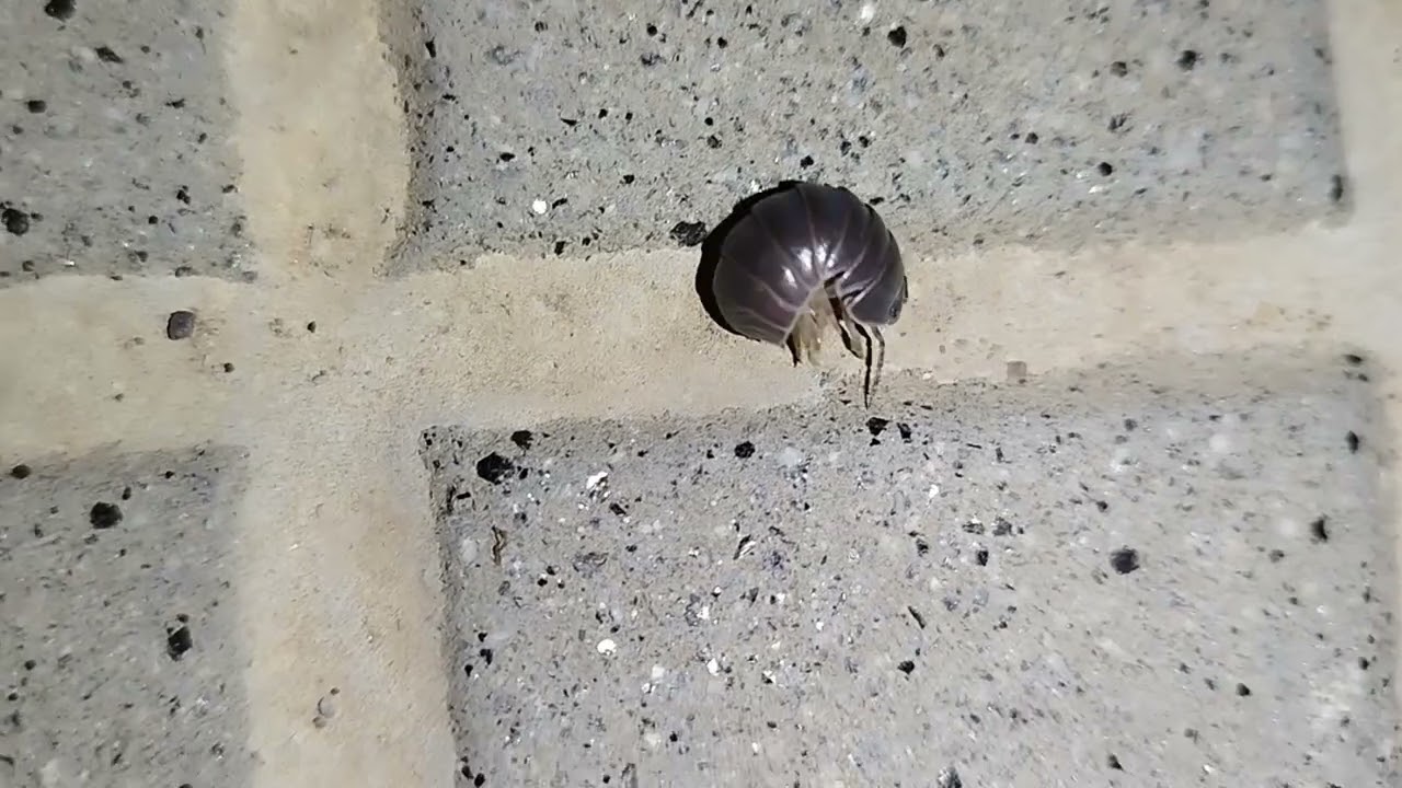 Bugs  [ Vareckjeit-KEYGEN CHURCH ]