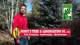 Expert Tree Pruning Tips from Certified Arborists | Jonny's Tree and Landscaping