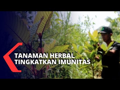 Video: Herbal Dan Tumbuhan Untuk Meningkatkan Potensi