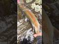 Pretty Steelhead 🔥 #fishing #steelheadfishing #steelhead #pnwfishing #fishingvideo #creekfishing