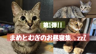 【昼寝】まめとむぎのお昼寝タイムをまとめてみました！！