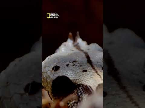 ناشونال جيوغرافيك العربية الفأر