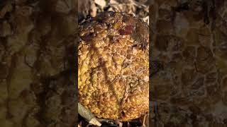 Is this a hedge apple ? 😂 #hedge #offgrid #offgridmisty #rastas #hiking #foraging #unique #plants