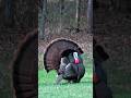 It’s been an exciting season so far. #turkeyseason #bowhunting #outdoors #strutting