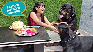 jerry and anshu playing together  | Rottweiler puppies | funny animals