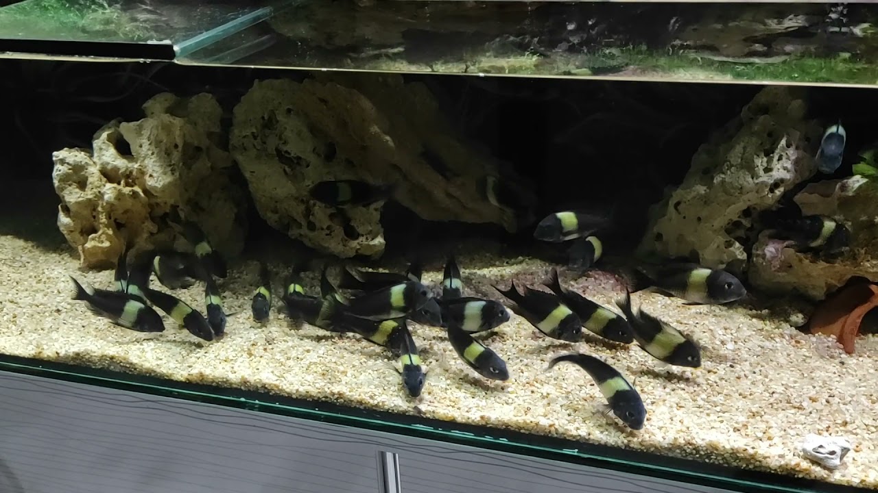 F1 Tropheus Duboisi Maswa Feeding YouTube