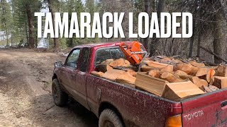 Cutting Tamarack for Firewood