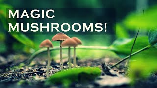 Magic Mushrooms and Psilocybin