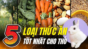 Top 5 Loại Thức Ăn Tốt Nhất Cho Thỏ – Bí Quyết Chăm Sóc Thỏ Khỏe Mạnh | Dr.Vet