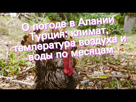 О погоде в Алании Турция: климат, температура воздуха и воды по месяцам
