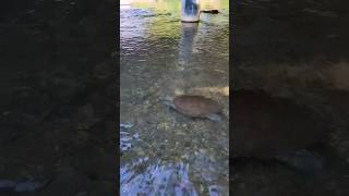 Giant Softshell Turtle Crossing #shorts #animals #turtle