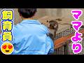 ママのとこへ戻されるも、秒で飼育員さんの元へ帰るパンチ君❤️