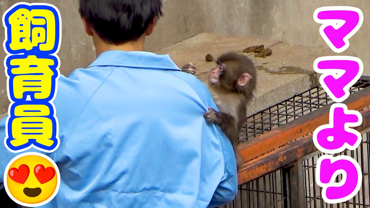 ママのとこへ戻されるも、秒で飼育員さんの元へ帰るパンチ君❤️