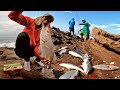 Miren! Pescador experto captura Corvina con barba de chivo (ramplin)