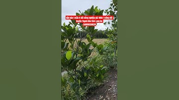 Cần bán 1 mẫu 8 đất nông nghiệp giá 105tr 1 công đất Huyện Thạnh Hóa tỉnh Long An Lh0816556639