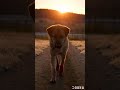 #shorts#aniamal#dog