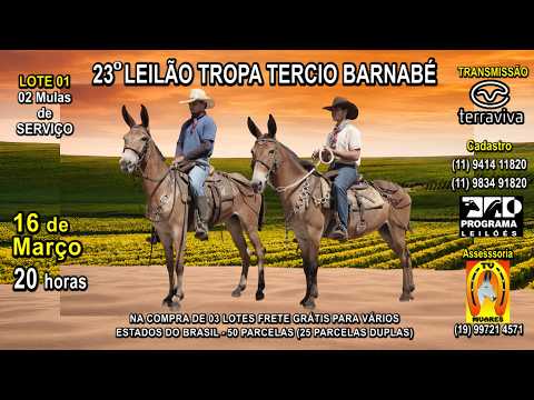 LOTE 01 - 23° LEILÃO TROPA TERCIO BARNABÉ - 16 de MARÇO (Segunda-feira) às 20 h - CANAL TERRA VIVA
