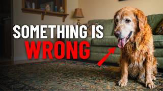 If Your Dog Is Panting, Watch for These Warning Signs
