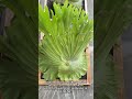 Wandae dc frame 100x100 ready🤩✅ #bltgarden #plants #tanamanhiashargamurah #garden