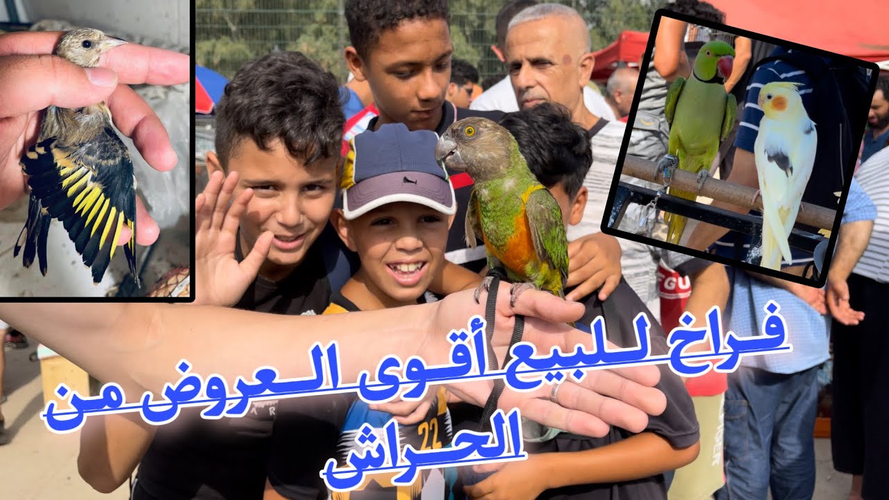 من سوق الحراش للطيور ا أقوى العروض للبيع مع موسم الفراخ 2023🔥🔥