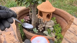 LINDA Idea with BROKEN VASE to plant SUCCULENTS, Creative Vase for mini garden