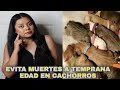 Cuidados De Los Cachorros  Recién  Nacidos♡♡Dinastiamachoalfa