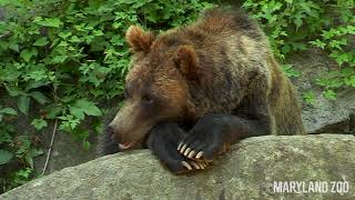 Grizzly Bear Torpor Q&A 🐻💤