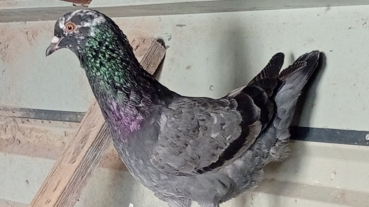 Magyar csirkegalamb csapatom tavasziasított galambházbam ,takarítás után felhomokozva ,harmadik ól !