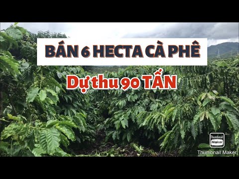 Video Bán rẫy cà phê huyện iagrai | Bán 6 hecta cà phê xã... - youtube