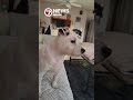 Hallandale Beach woman mourns dog killed in pit bull mix attack during walk