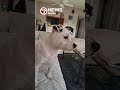 Hallandale Beach woman mourns dog killed in pit bull mix attack during walk