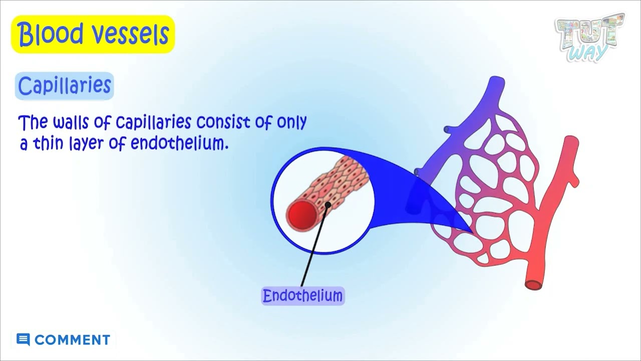 Capillaries Function