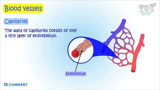 Blood Vessels | Capillaries | Heart | Blood Circulation | Science