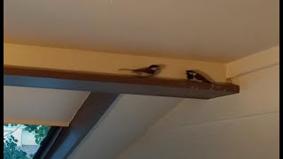 Chickadee's Roosting on my Front Porch