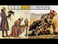 How Were Birds Domesticated?