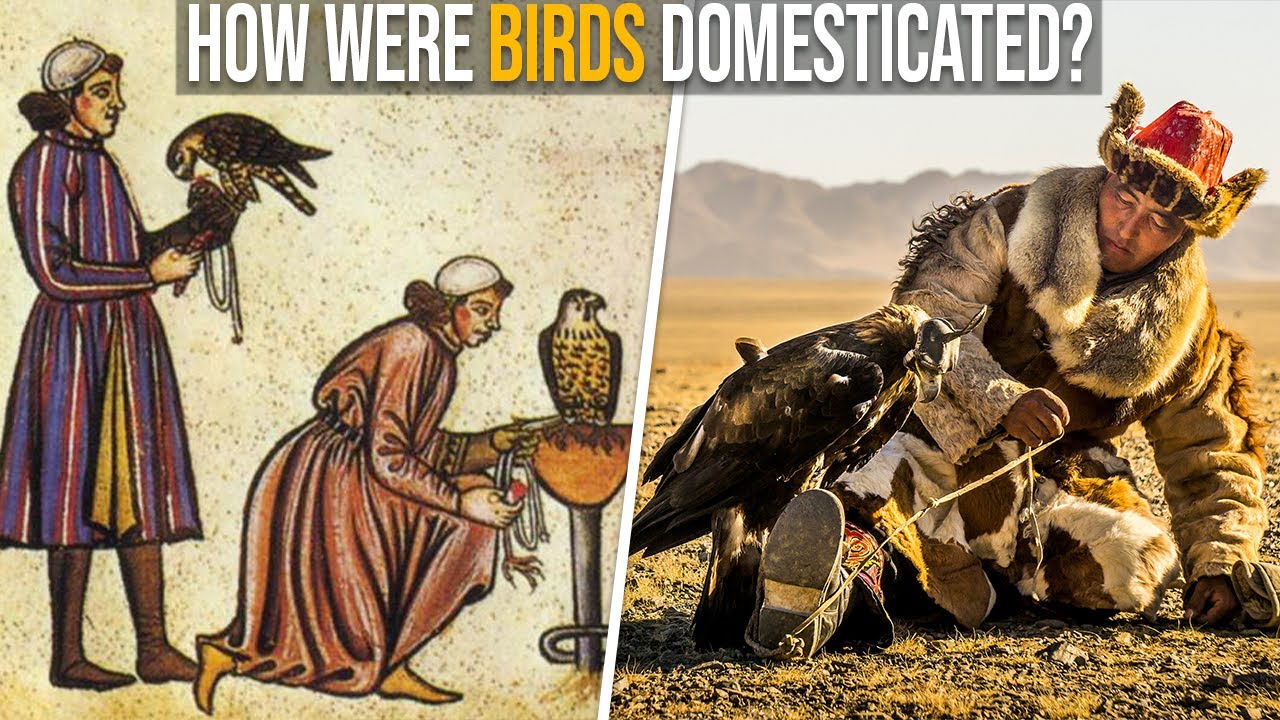 How Were Birds Domesticated? YouTube