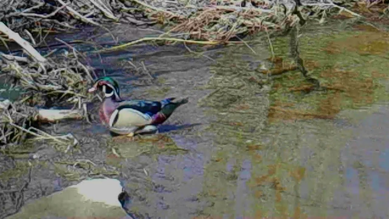 Hooded Merganser, Wood Ducks, and a Raccoon YouTube