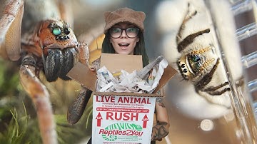 Huge True Spider Unboxing! Jumping, Wolf & Velvet Spiders!! & Trying my NEW Tarantula Kat Enclosure!