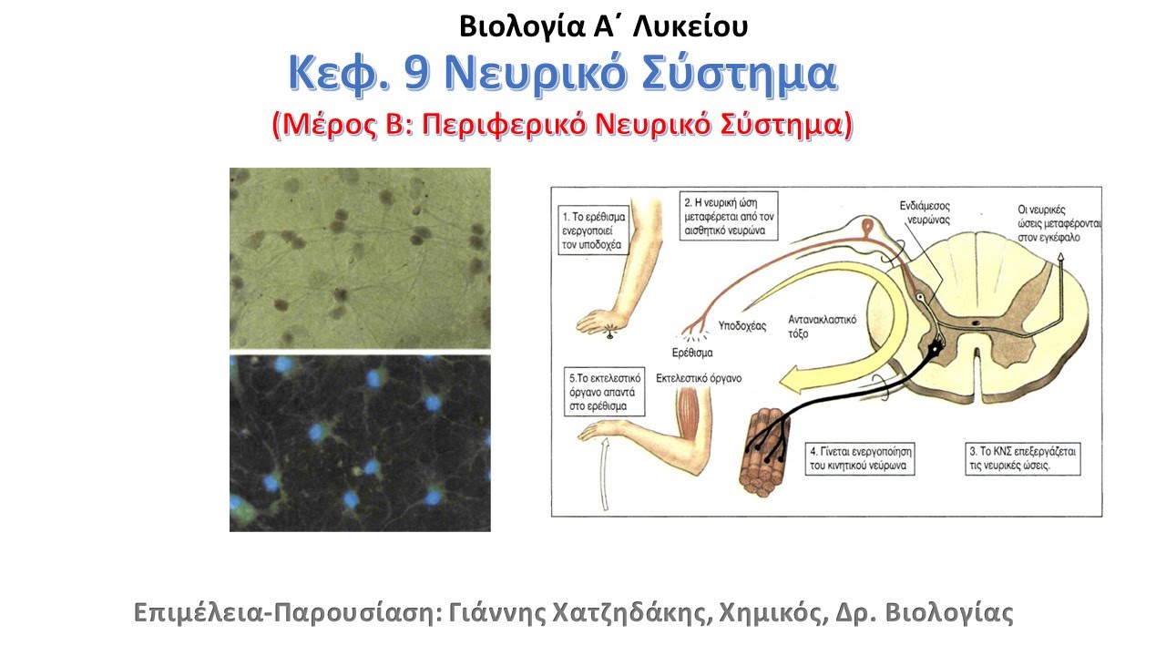 Νευρικό Σύστημα. Μέρος B΄: Περιφερικό Νευρικό Σύστημα