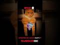 Girls cat:🥱 vs Boys cat:💀 #trendingvideo #funny #cat #boyscat #girlscat please subscribe