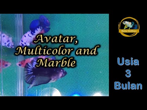 Avatar, Multicolor and Marble | young betta fish