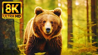 A Bear Is A Large Mammal Belonging To The Family Ursidae.