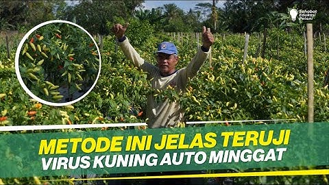 CARA MENGATASI VIRUS KUNING TANAMAN CABAI ‼ MUDAH DAN MURAH, GAK PAKAI REPOT ‼
