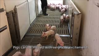 Moving piglets with low-stress handling techniques