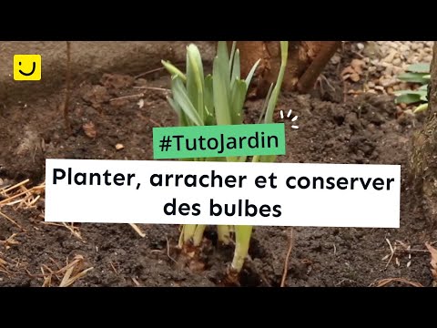 Vidéo: Termes Et Règles Pour Forcer Les Bulbes - Tulipes, Jacinthes, Jonquilles, Crocus, Etc. Photo